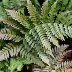 Dekoratyviniai augalai internetu