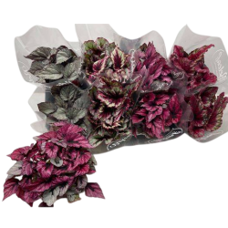 Lapinė begonija  - Begonia Beleaf MIX, pristatome nuo vasario 25 d.