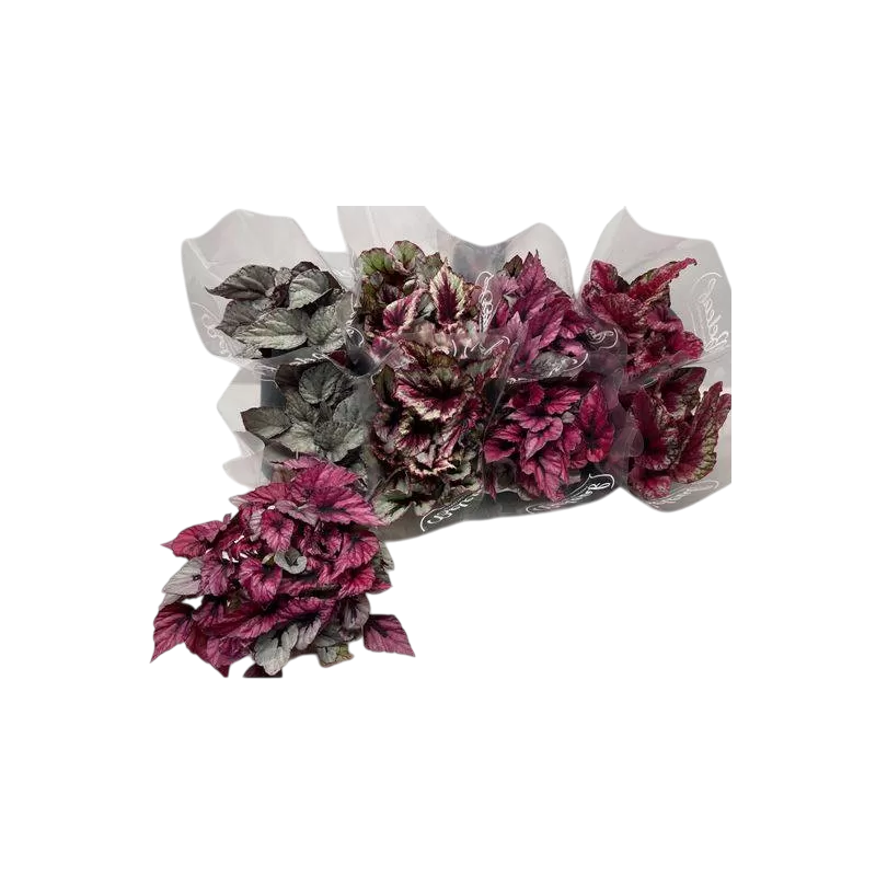 Lapinė begonija  - Begonia Beleaf MIX, pristatome nuo vasario 25 d.