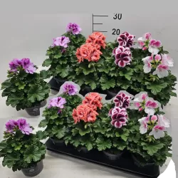 Stambiažiedės pelargonijos - , pristatymas tik vasario 25- kovo 12 d.