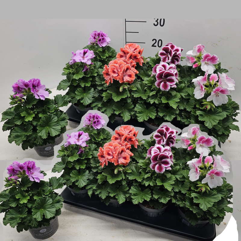 Pelargonium grandiflorum