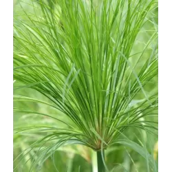 Papirusinė viksvuolė - Cyperus papyrus PERCAMENTUS