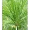 Papirusinė viksvuolė - Cyperus papyrus PERCAMENTUS