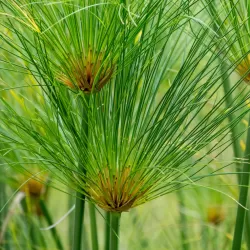 Papirusinė viksvuolė - Cyperus papyrus PERCAMENTUS