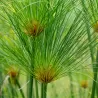 Cyperus papyrus PERCAMENTUS