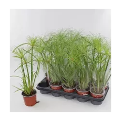 Papirusinė viksvuolė - Cyperus papyrus PERCAMENTUS