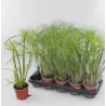 Papirusinė viksvuolė - Cyperus papyrus PERCAMENTUS