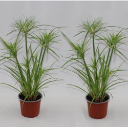 Papirusinė viksvuolė - Cyperus papyrus PERCAMENTUS