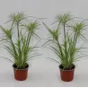 Papirusinė viksvuolė - Cyperus papyrus PERCAMENTUS