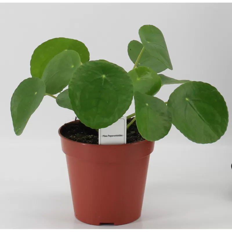 Peperominė pilėja (kinų pinigų medžiai)  - Pilea peperomioides