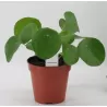 Peperominė pilėja  - Pilea peperomioides