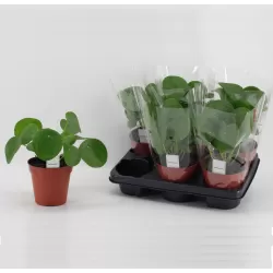 Peperominė pilėja (kinų pinigų medžiai)  - Pilea peperomioides