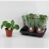 Peperominė pilėja (kinų pinigų medžiai)  - Pilea peperomioides