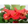 Euphorbia milii CARDINAL