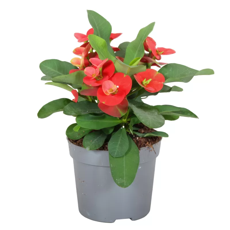 Euphorbia milii CARDINAL