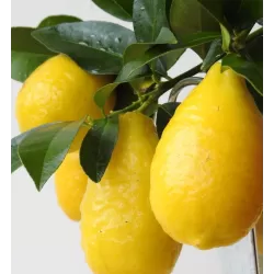 Citrinmedis (laimo ir kinkano hibridas, daug vaisių) - Citrus Limequat on rack P12 30cm
