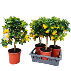 Citrinmedis (laimo ir kinkano hibridas, daug vaisių) - Citrus Limequat on rack P12 30cm