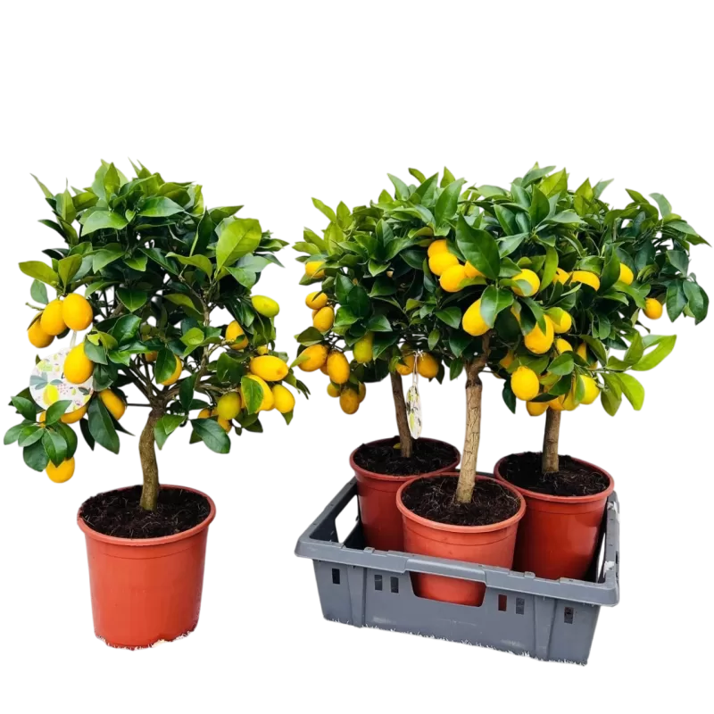 Citrinmedis (laimo ir kinkano hibridas, daug vaisių) - Citrus Limequat on rack P12 30cm Citrinmedis (laimo ir kinkano hibridas, daug vaisių) - Citrus Limequat on rack P12 30cm