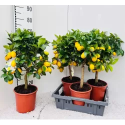 Citrinmedis (laimo ir kinkano hibridas, daug vaisių) - Citrus Limequat on rack P12 30cm
