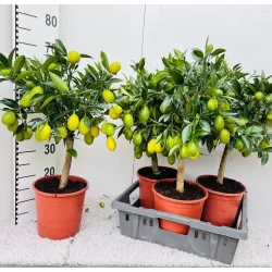 Citrinmedis (laimo ir kinkano hibridas, daug vaisių) - Citrus Limequat on rack P12 30cm
