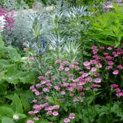 Zunda - Eryngium zabelii BIG BLUE