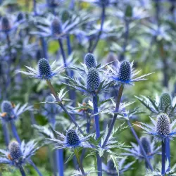 Zunda - Eryngium zabelii BIG BLUE