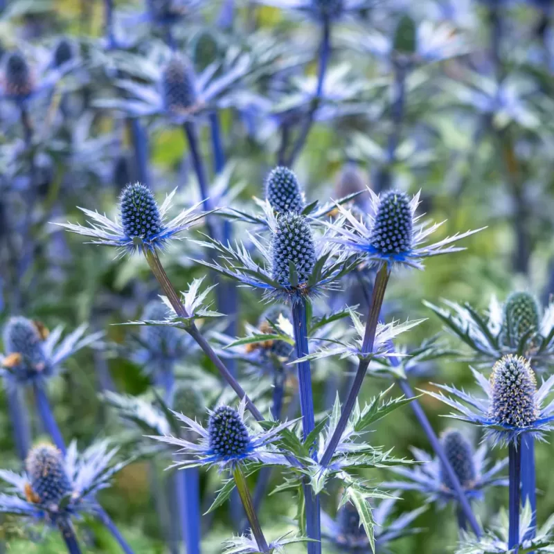 Zunda - Eryngium zabelii BIG BLUE