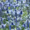 Zunda - Eryngium zabelii BIG BLUE