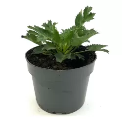 copy of Eryngium planum