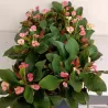 Euphorbia milii MAXI GAIA