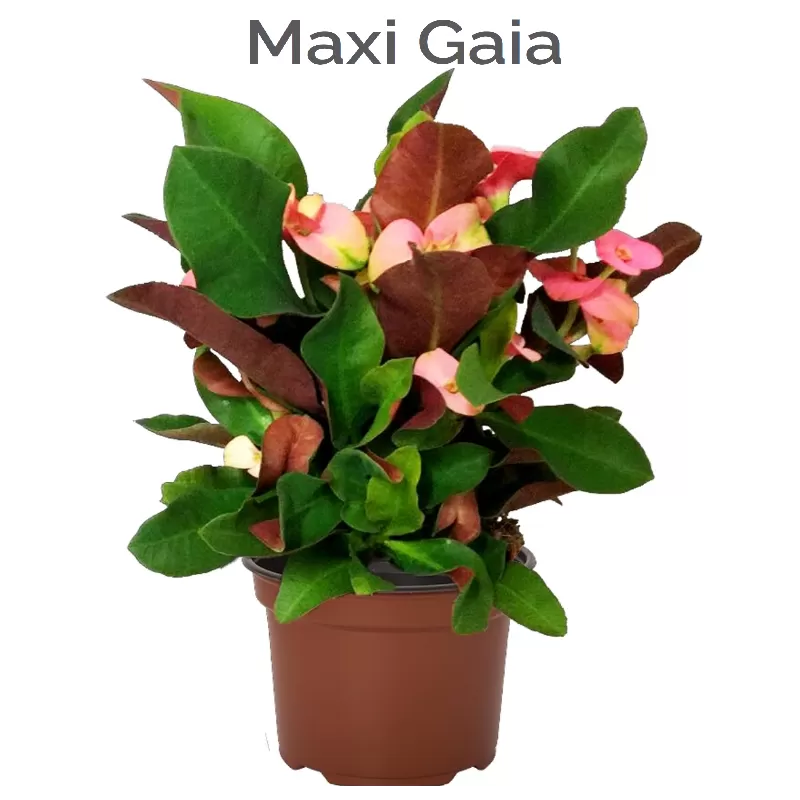 Euphorbia milii MAXI GAIA