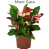 Euphorbia milii MAXI GAIA