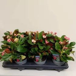 Euphorbia milii MAXI GAIA