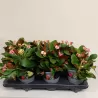 Euphorbia milii MAXI GAIA