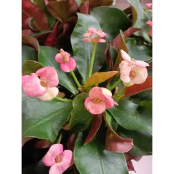Euphorbia milii MAXI GAIA