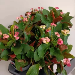 Euphorbia milii MAXI GAIA