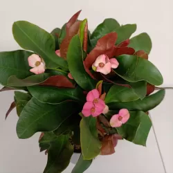 Euphorbia milii MAXI GAIA