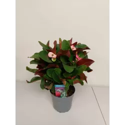 Karpažolė - Euphorbia milii MAXI GAIA, siunčiame nuo vasario 25 d.