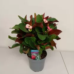 Euphorbia milii MAXI GAIA