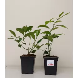 Citrinmedis (laimo ir kinkano hibridas, daug vaisių) - Citrus Limequat on rack P12 30cm