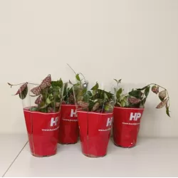 Aiškenis - Aeschynantus MARMORATUS