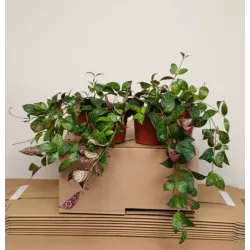 Aeschynantus MARMORATUS