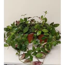 Aeschynantus MARMORATUS