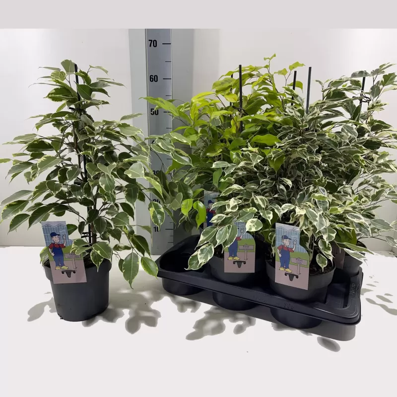 Ficus benjamina MIX