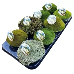 Mossy Precious Earth Spring Mix