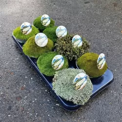 Mossy Precious Earth Spring Mix