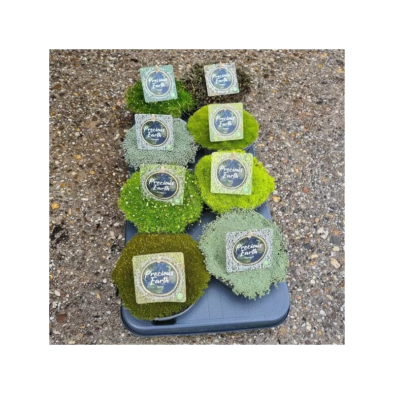 Samanų rinkinys - Mossy Precious Earth Spring Mix