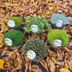 Mossy Precious Earth Spring Mix