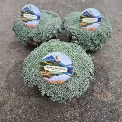 Mossy Precious Earth Spring Mix