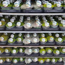 Mossy Precious Earth Spring Mix